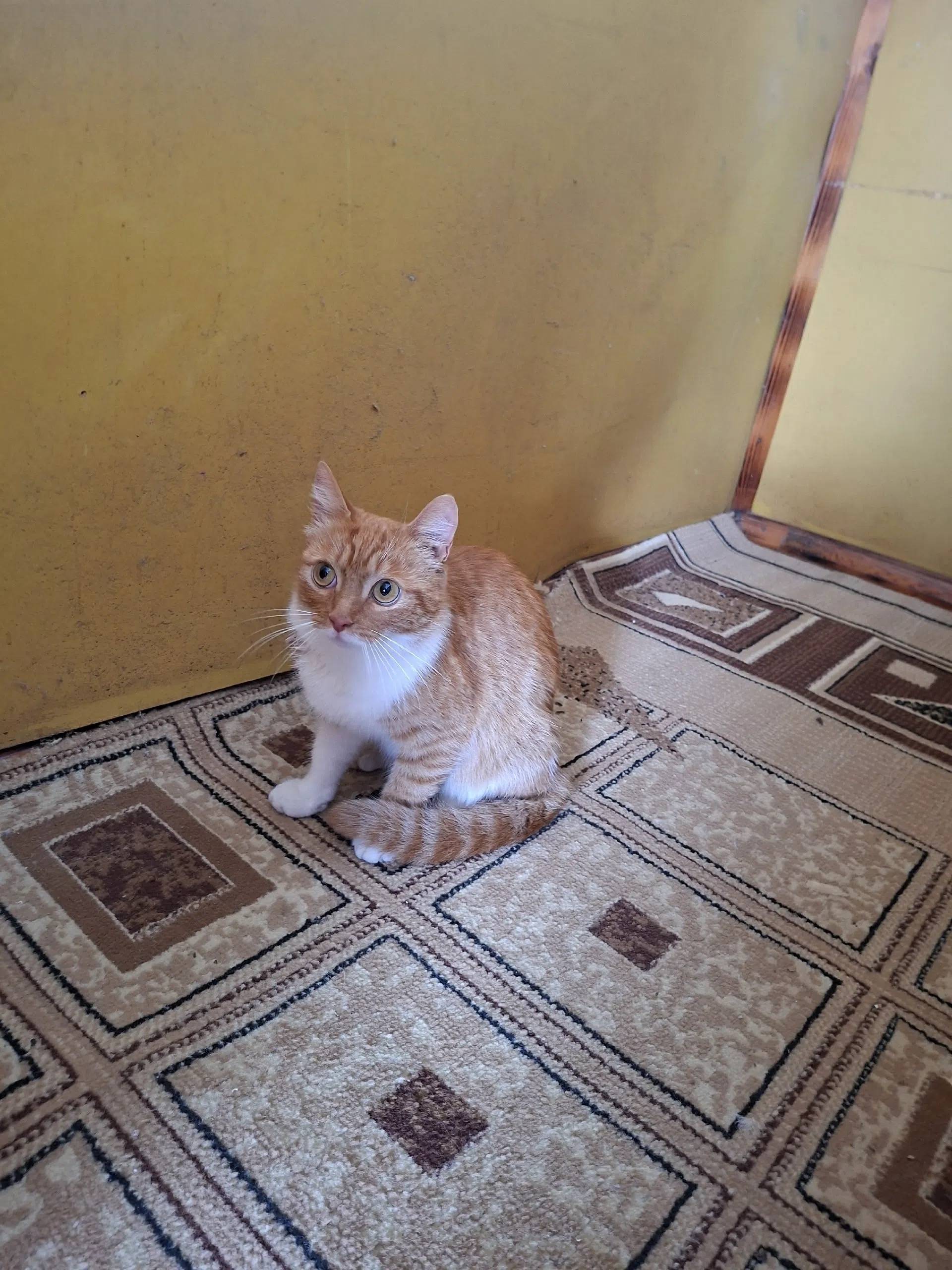Найдена кошка, Выскодно