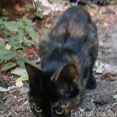 Найдена кошка, Иваново, пр. Текстильщиков