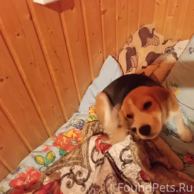 Найденна собака, Вистино