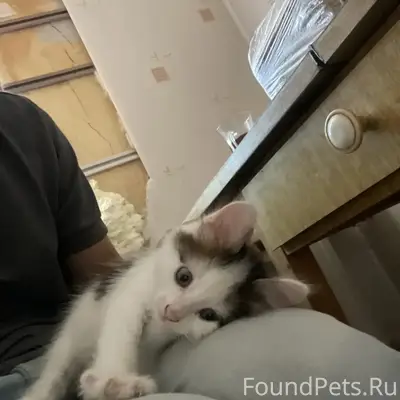 Найден котёнок, около приюта