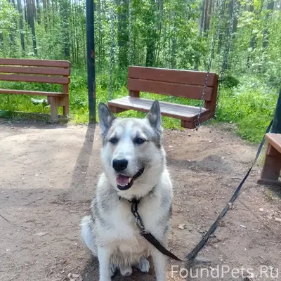 Пропала собака, без породы и клички