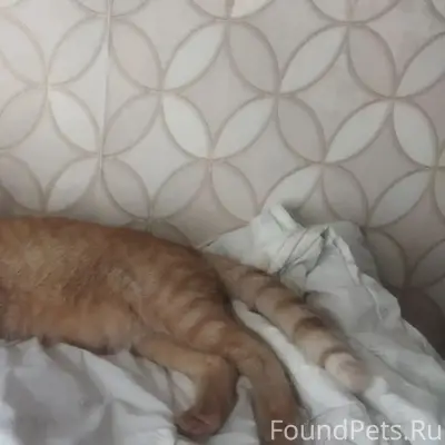 Пропал кот, район ост. Аптека