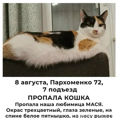 Пропала кошка, Левый берег