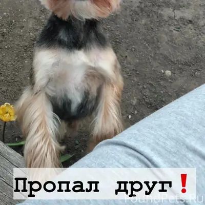 Пропал мальчик Пух, ул. 3 Интернационала