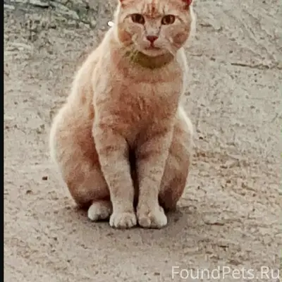 Пропал рыжий кот, озеро Черёмушки