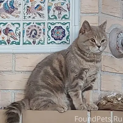 Пропал кот, Раздольное