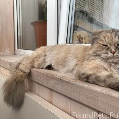 Найдена кошка, похожа на перса или британку, проспект победы