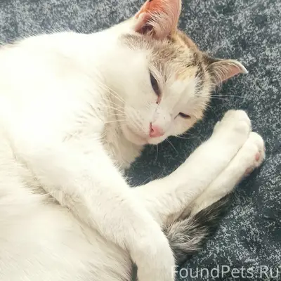 Пропала кошка, 4 мкр.