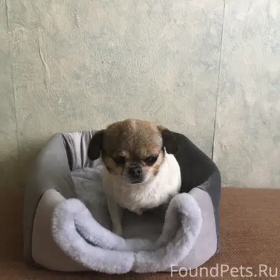 Пропала собака, набережная