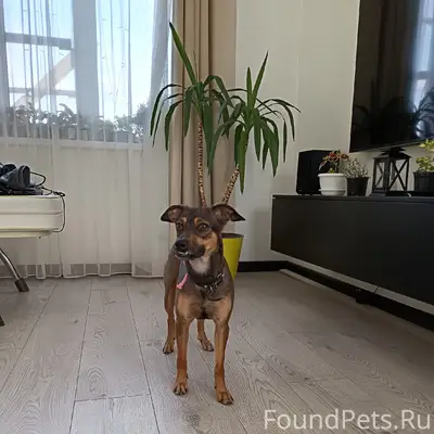 Пропала собака Бонечка, Вороновка