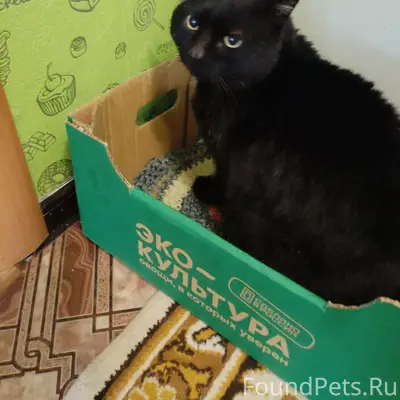 Пропал чёрный кот Кокос 