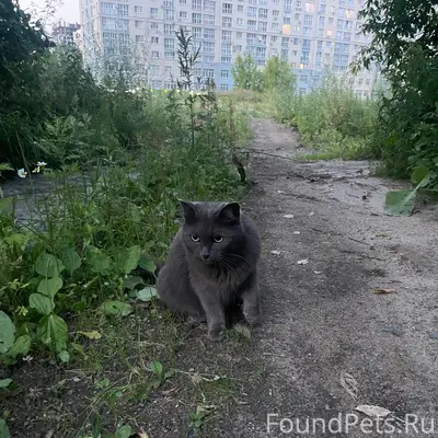 Найдена кошка, русская серебристая, пустырь