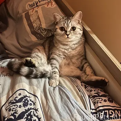 ПРОПАЛА КОШКА