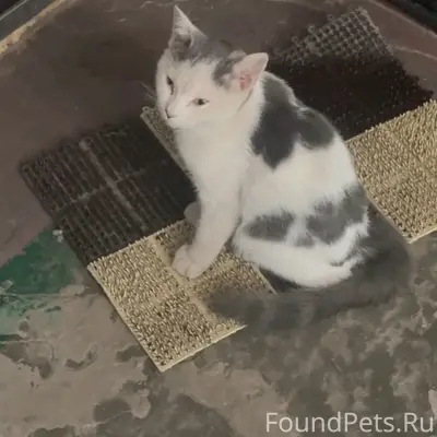 Найден котёнок, улица Москатова 13