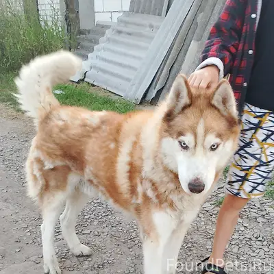 Найден хаски, посёлок Глинищево