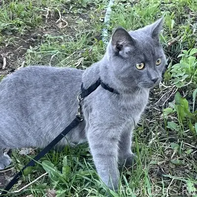 Пропал домашний кот, Грузинская улица