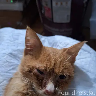 Пропал котёнок, Кинешма, ул. Лесозаводская