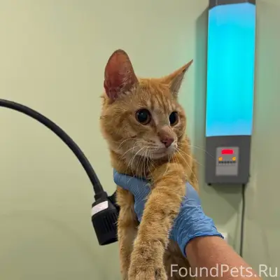 Найден Рыжий Кот Васильевский остров
