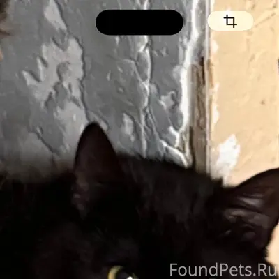 Пропал чёрный кот, район ул. Стачечной