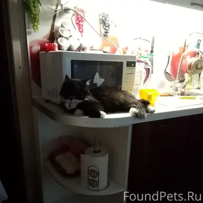 Пропала кошка Муся