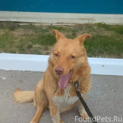 Пропал пёс Мишка, Канищево, Приокский