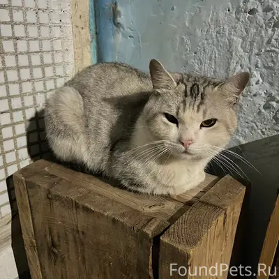 Пропал британец, Фёдорова 101
