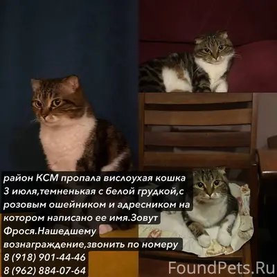 Пропала кошка, Сочи, рн КСМ