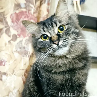 Пропала кошка, серая, ул. Новоселов
