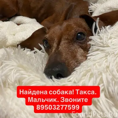 Найден тип собака, Нижнекамск