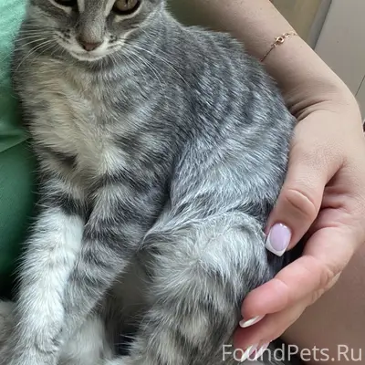 Пропала кошка Айза, улица Строителей