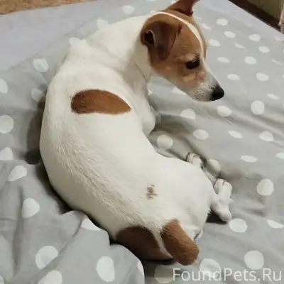 Пропал Джек Рассел, Нижняя Дуброва