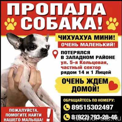Пропал ЧИХУАХУА МИНИ Гриша