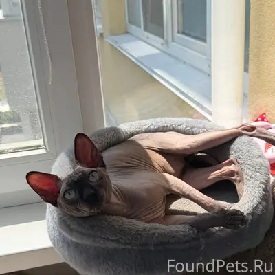 Найден сфинкс, район жк Столичный