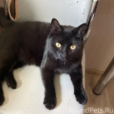 Пропал кот Макс, Колпино