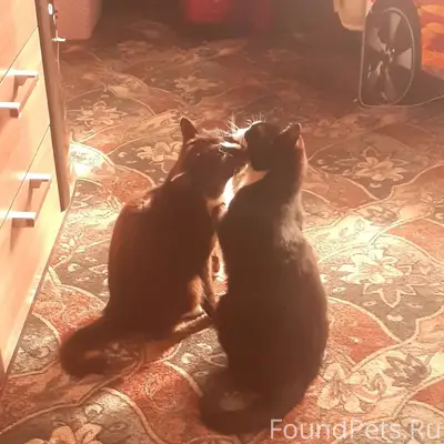 Найдена кошка Уголёк