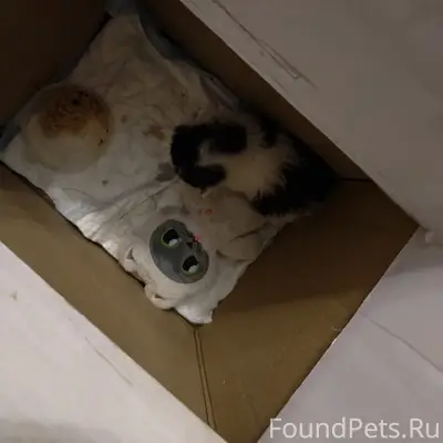 Найден котёнок, нуждается в помощи