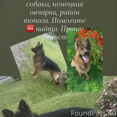Пропал кобель немецкой овчарки, район Тополя