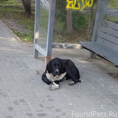 Найдена крупная собака, девочка