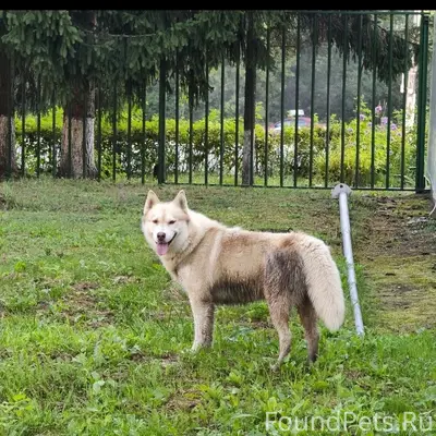 Пропал хаски Алтай, Калуга