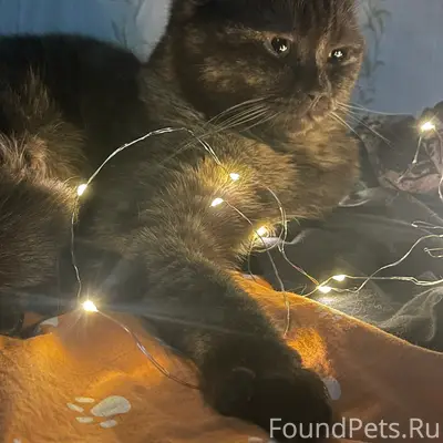 Пропала кошка Ириска, д. Добручи