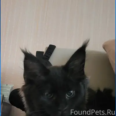 Пропала кошка 