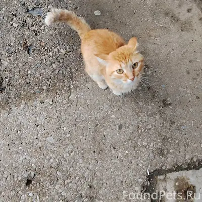 Пропал рыжий кот, Комсомольский