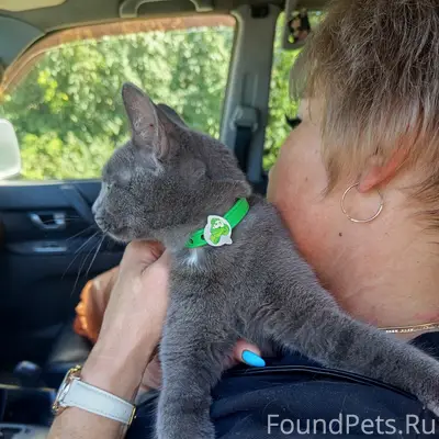 Найдена кошка, в зелёном ошейнике, Московская, д 5