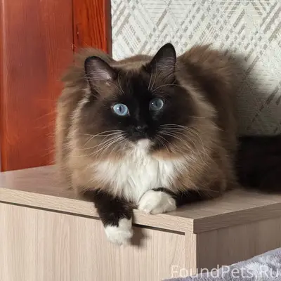 Пропала кошка Микки, 3 Первомайский