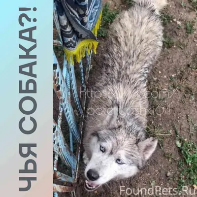 Пропал хаски, Энгельс, район Шумейки