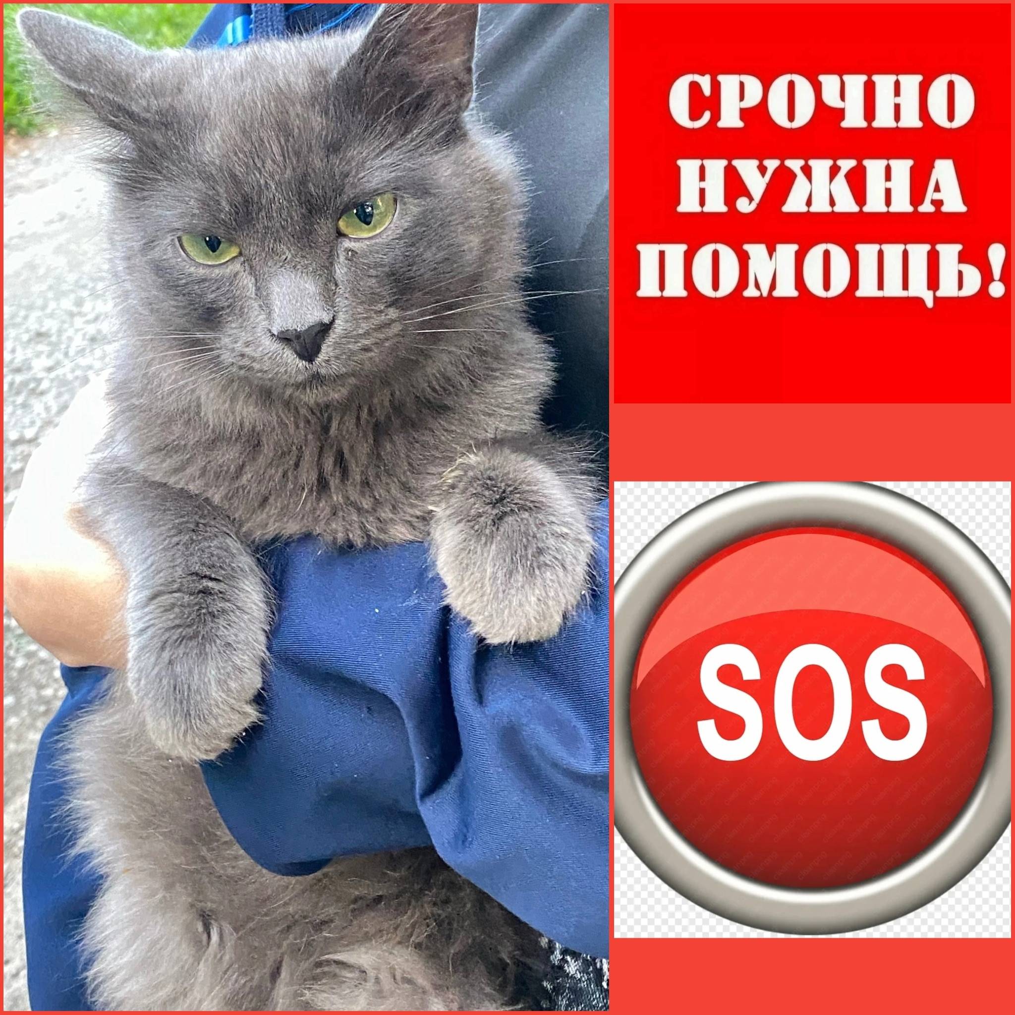 Найдена кошка, Череповец, Моченкова-Ветеранов