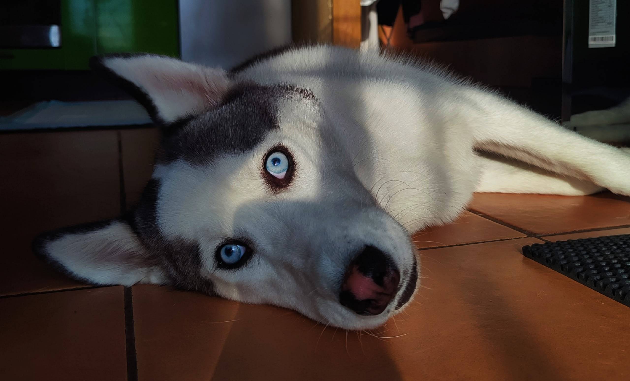 Пропала собака