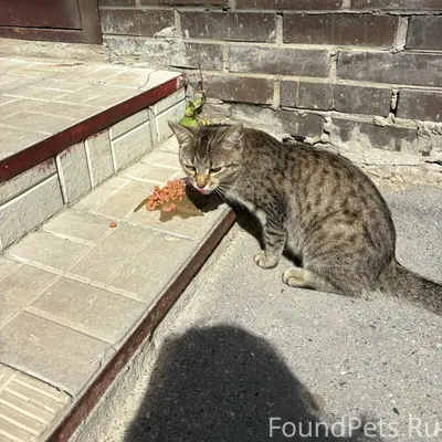 Найдены кот и кошка, у «Ленты»