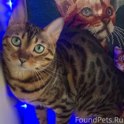 Пропала бенгальская кошка