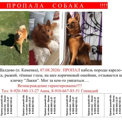 Пропал карело-финская лайка Лакки, д. Шалдово, п. Каменка